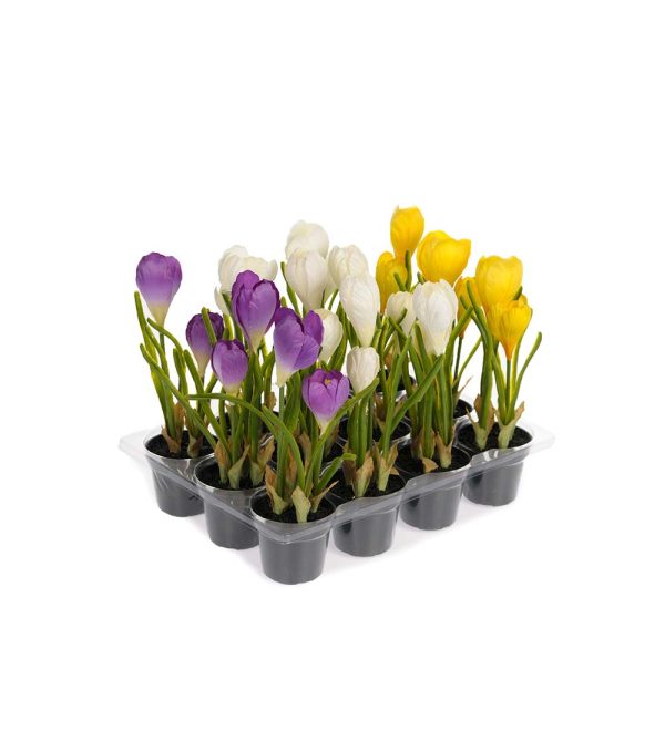 Krokus i kruka 20cm