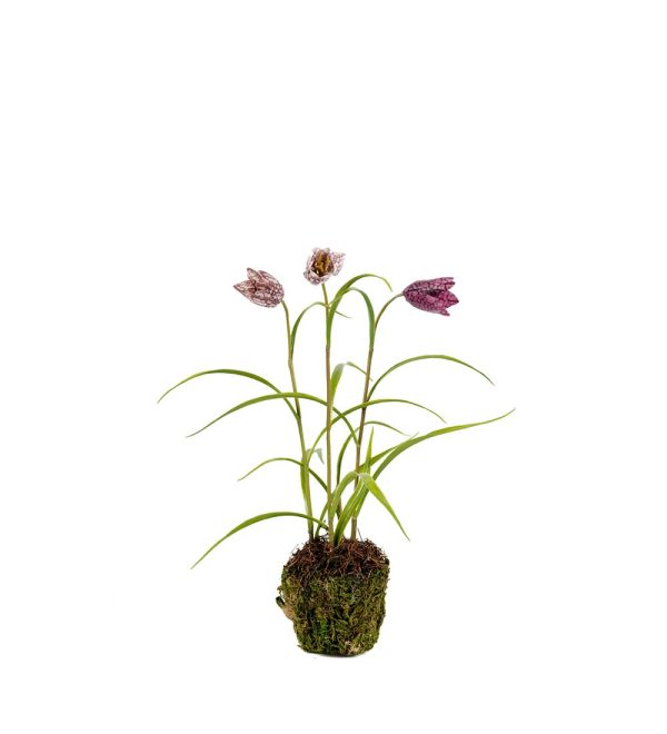 Frittilaria 30 cm