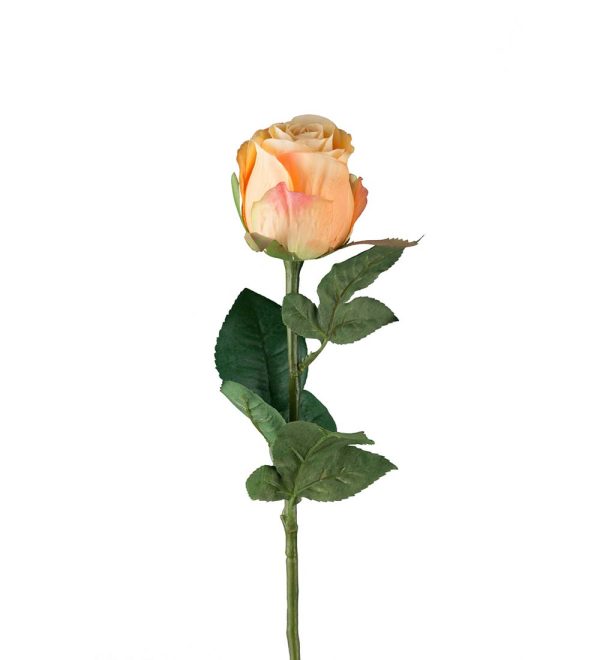 Ros Aprikos 50cm