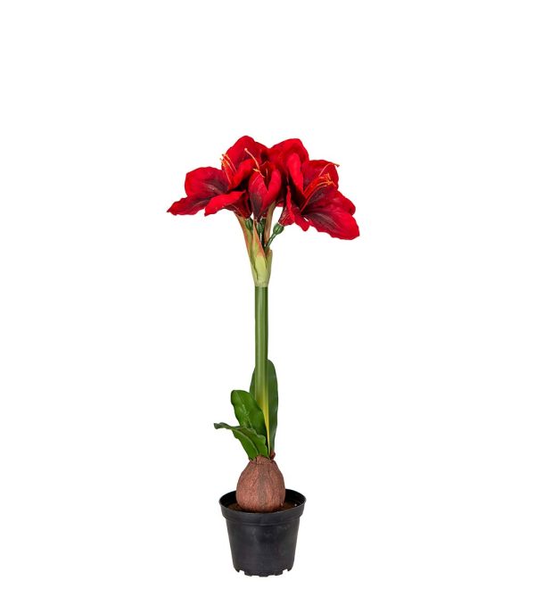 Amaryllis i kruka 50cm