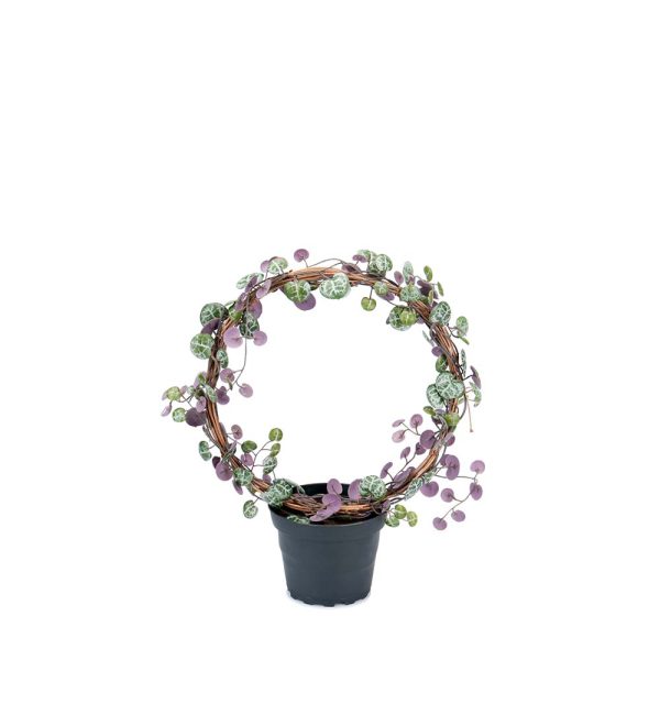 Ceropegia "Hjärtan på tråd" 28cm