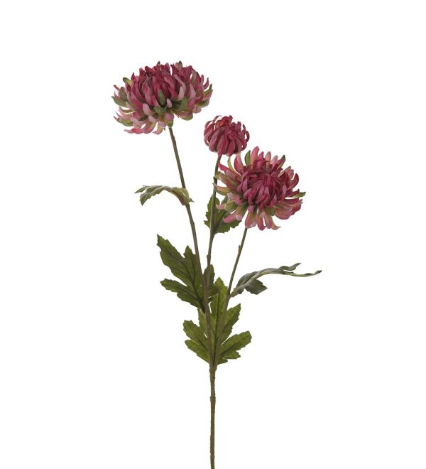 Chrysanthemum Rosa 60cm