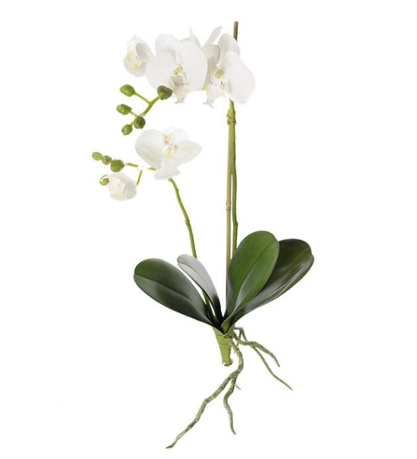 Phalaenopsis/ Orkidee 45cm