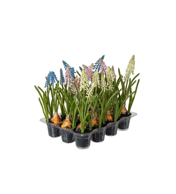 Pärlhyacint Mix 25cm Konstväxt