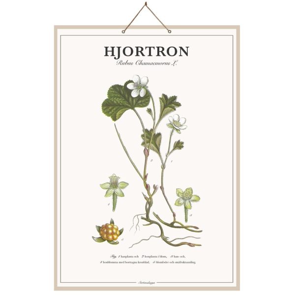 Skolplansch Hjortron B46 x H66 cm