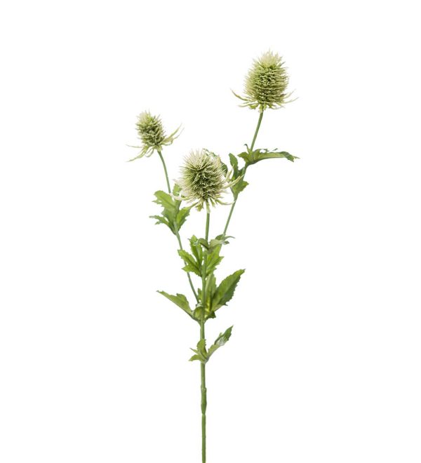 Tistel 60cm