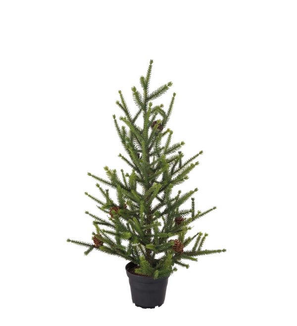 Gran 55 cm