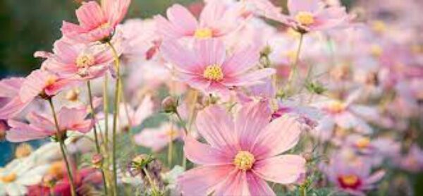 Blommor