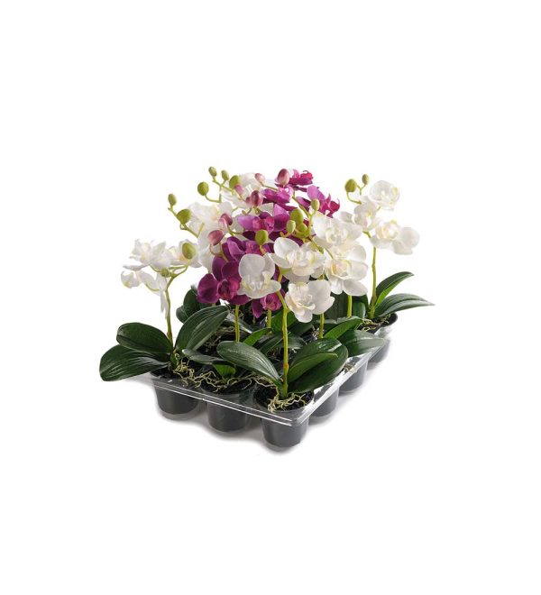 Phalaenopsis mix 23 cm